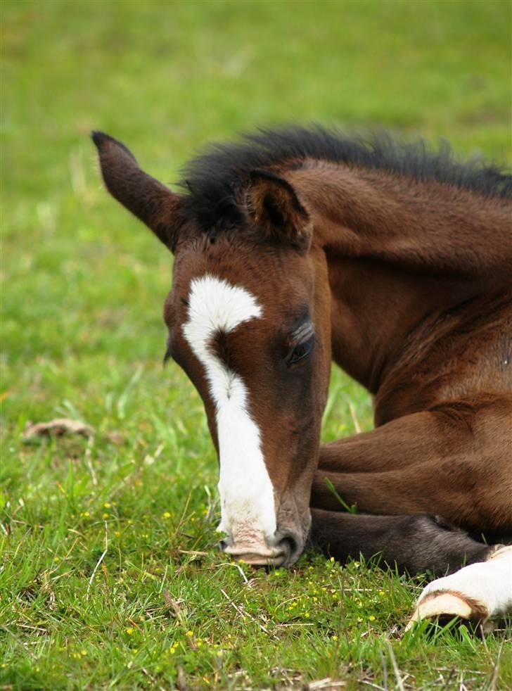 Dansk Varmblod Quite Curious CC - R.I.P - Velkommen til Quite Curious CC ! billede 1