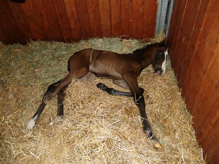 Dansk Varmblod Quite Curious CC - R.I.P - ca 3 timer gammel og meget træt .  billede 2