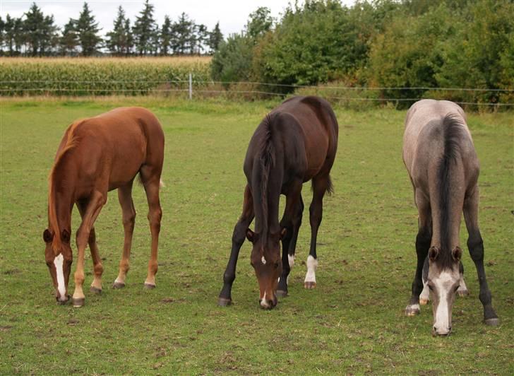 Dansk Varmblod Quite Curious CC - R.I.P - fra venstre : Donna Weltic, Tiguan og Quite Curious CC billede 3