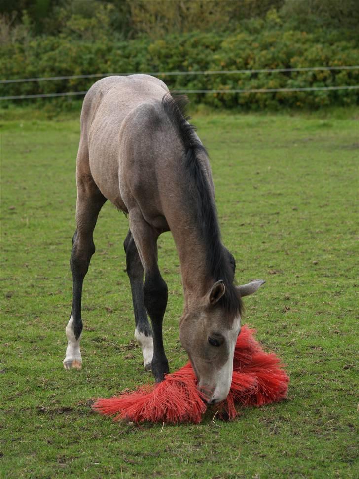 Dansk Varmblod Quite Curious CC - R.I.P - hmm . hva er det her mon ? billede 4