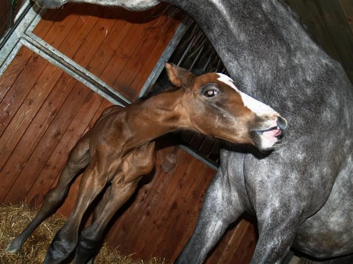 Dansk Varmblod Quite Curious CC - R.I.P - man er vel hingst ?! 10 timer gammel . billede 5