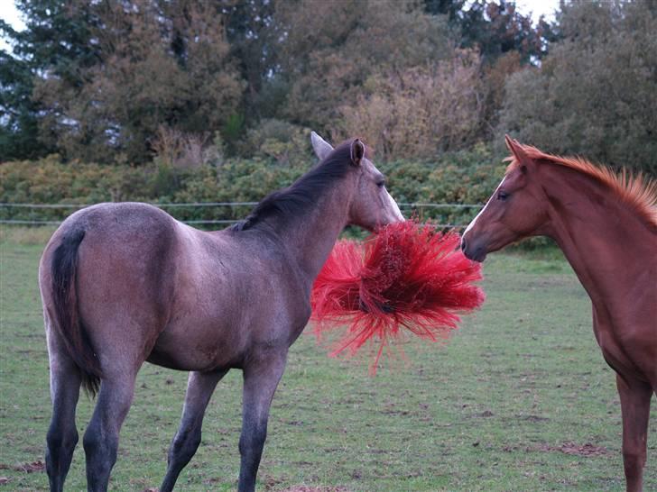 Dansk Varmblod Quite Curious CC - R.I.P - den her er sjov . :D billede 6