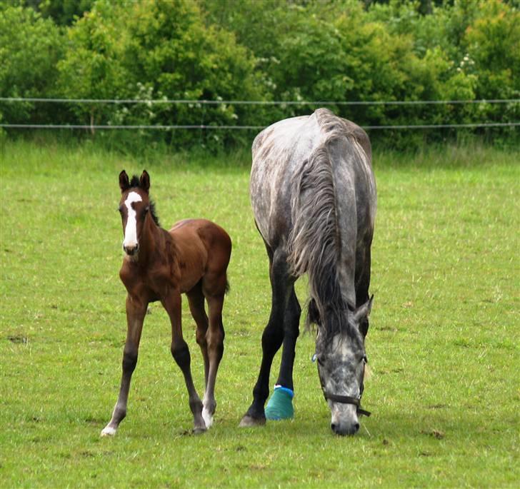 Dansk Varmblod Quite Curious CC - R.I.P - her er han præcis en uge gammel . billede 7