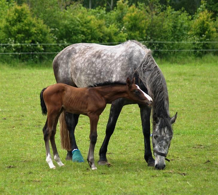 Dansk Varmblod Quite Curious CC - R.I.P - driller li sin mor lidt . billede 8