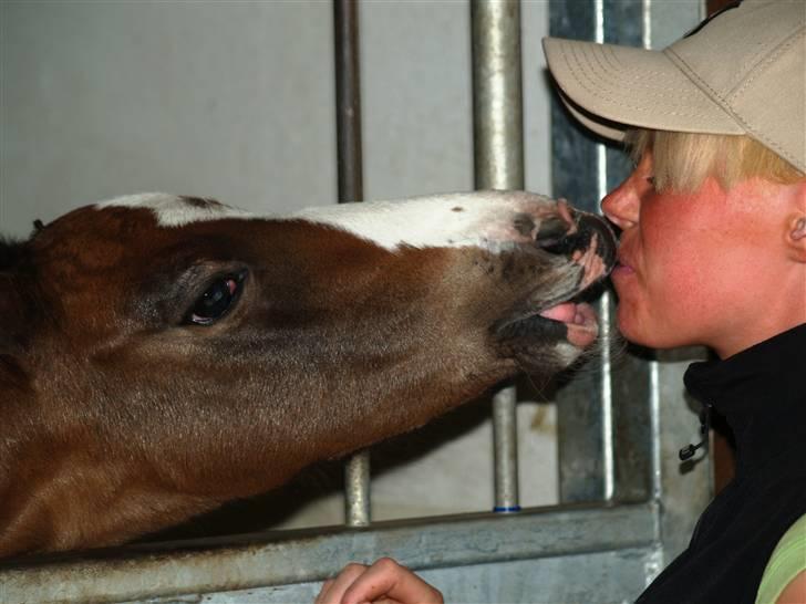 Dansk Varmblod Quite Curious CC - R.I.P billede 9