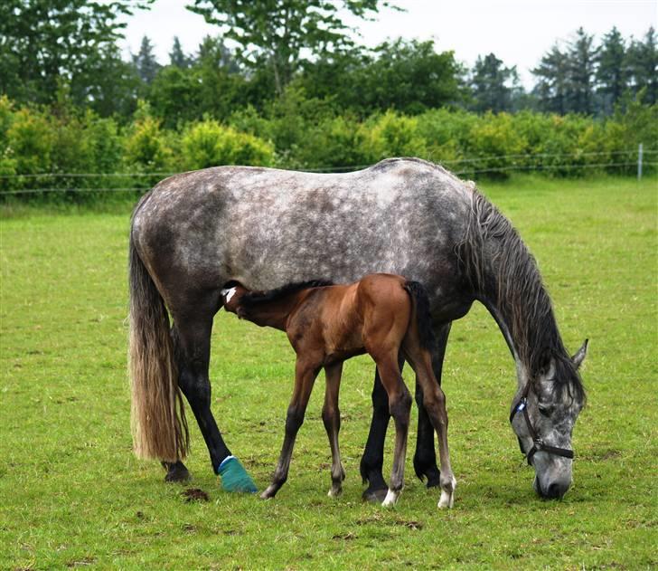 Dansk Varmblod Quite Curious CC - R.I.P - sulten . :) billede 10