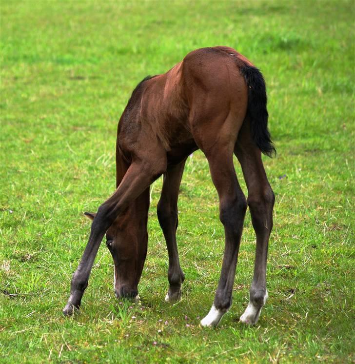 Dansk Varmblod Quite Curious CC - R.I.P - det er meget svært at nå græsset når man har aalt for lange ben . billede 11