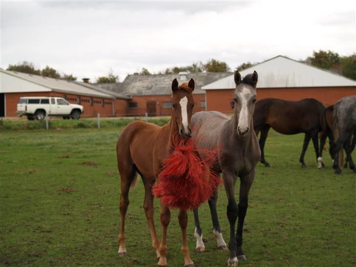Dansk Varmblod Quite Curious CC - R.I.P - knold og tot ! :D billede 12