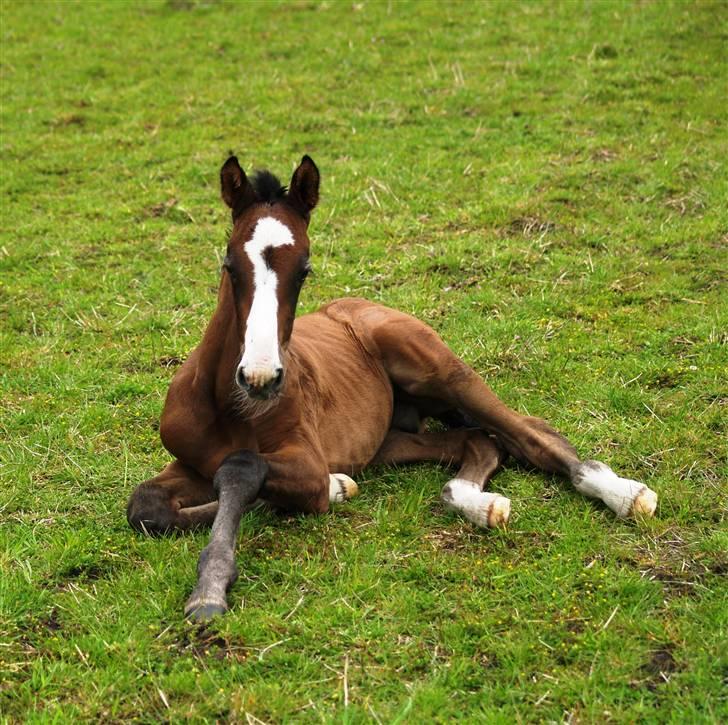 Dansk Varmblod Quite Curious CC - R.I.P billede 13