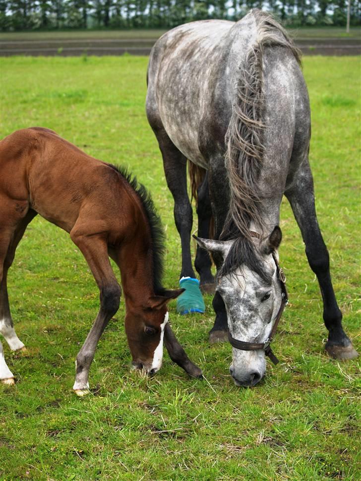 Dansk Varmblod Quite Curious CC - R.I.P - vil meget gerne gøre det samme som mor gør . :) billede 14