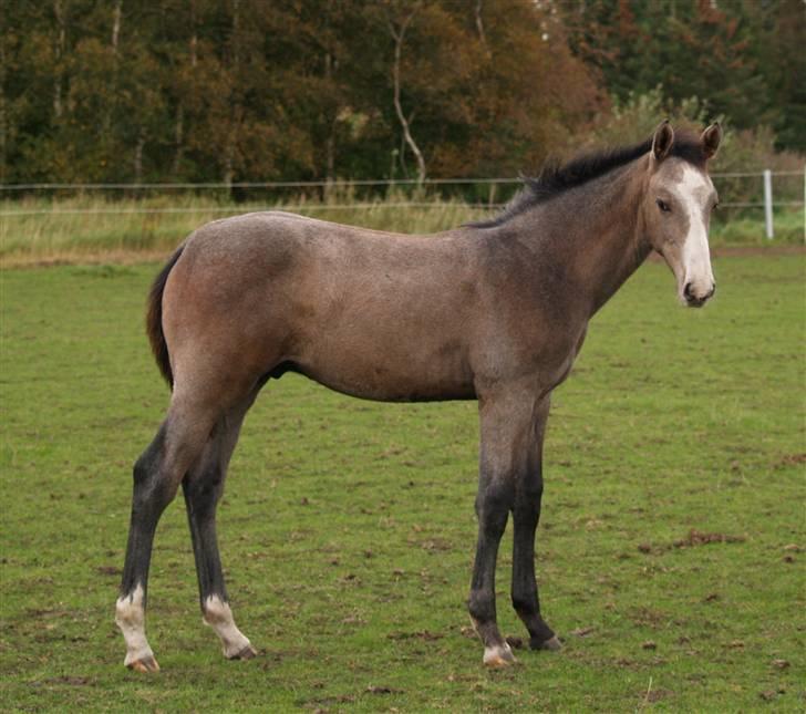 Dansk Varmblod Quite Curious CC - R.I.P billede 15