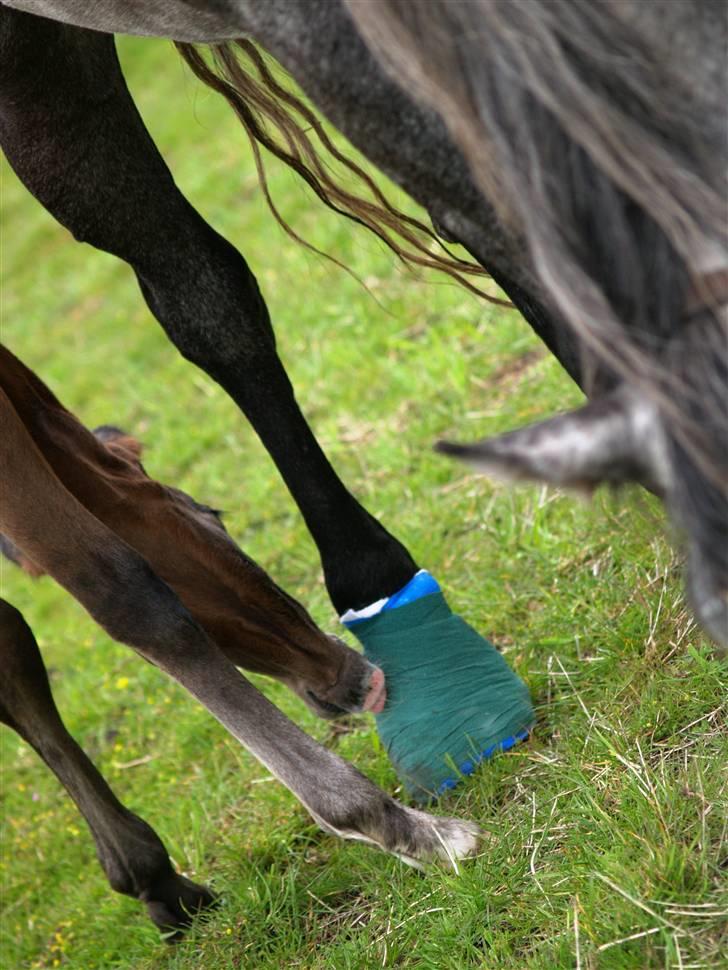 Dansk Varmblod Quite Curious CC - R.I.P - synes det er noget mærkeligt noget mor har på foden, men sys oss det er lidt synd for hende . :P billede 16