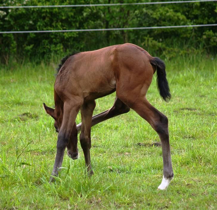 Dansk Varmblod Quite Curious CC - R.I.P - uhh . det klør lidt . :) billede 17
