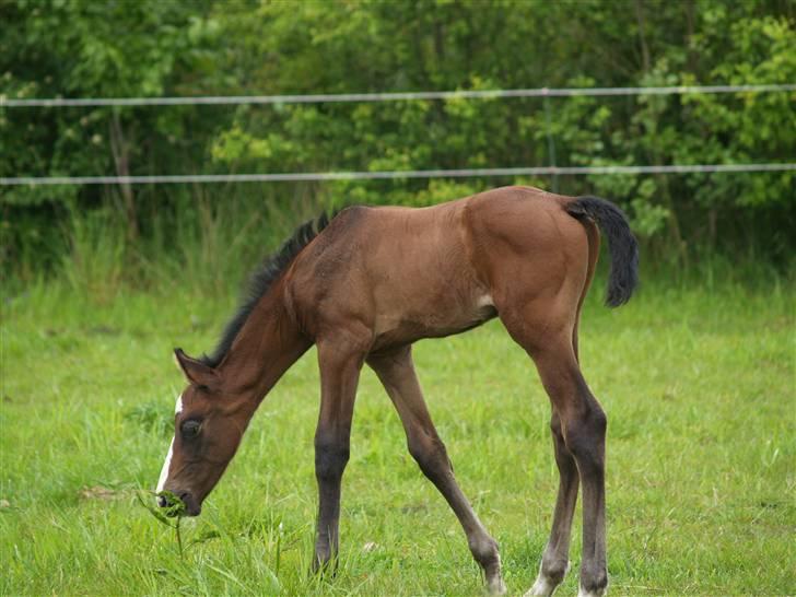 Dansk Varmblod Quite Curious CC - R.I.P - det er lidt svært at spise den her når man ingen tænder har . :P billede 18