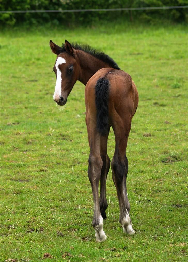Dansk Varmblod Quite Curious CC - R.I.P - go´ røv, go weekend ! :D billede 19