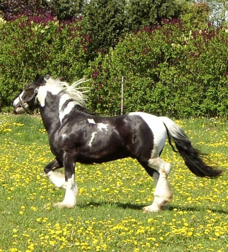 Tinker Noel  billede 20