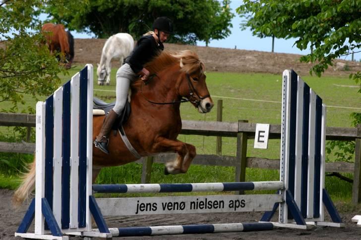 Islænder Dagur *Peter Pan* R.I.P   - spring min daxen (foto:Carsten) billede 14