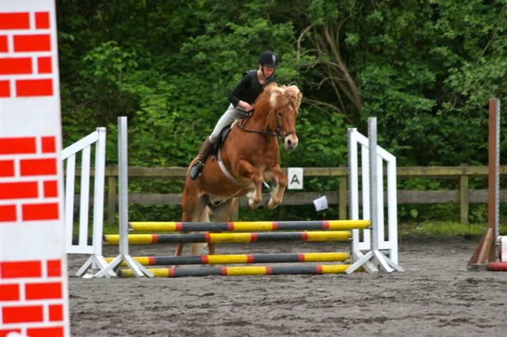 Islænder Dagur *Peter Pan* R.I.P   - hop hop i galop (foto:Carsten) billede 15