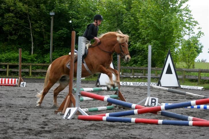 Islænder Dagur *Peter Pan* R.I.P   - hop og så afsted (foto:Carsten) billede 18