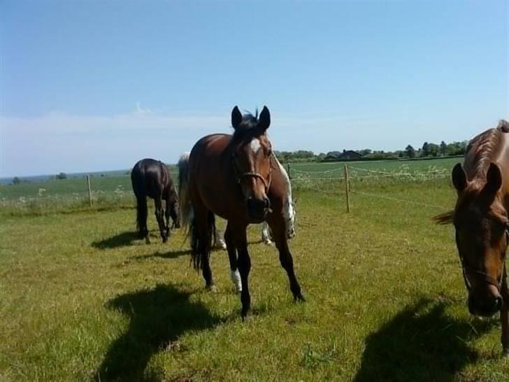 Hollandsk Varmblod Replay m. billede 2