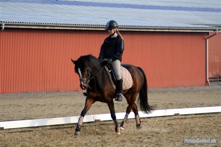 Welsh Partbred (Sec F) Daisy JV - CUTIE <3 billede 9