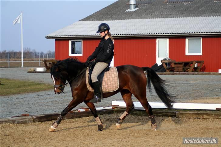 Welsh Partbred (Sec F) Daisy JV - <3 billede 10