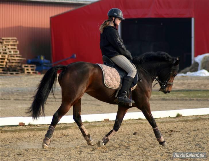 Welsh Partbred (Sec F) Daisy JV - <3 billede 11