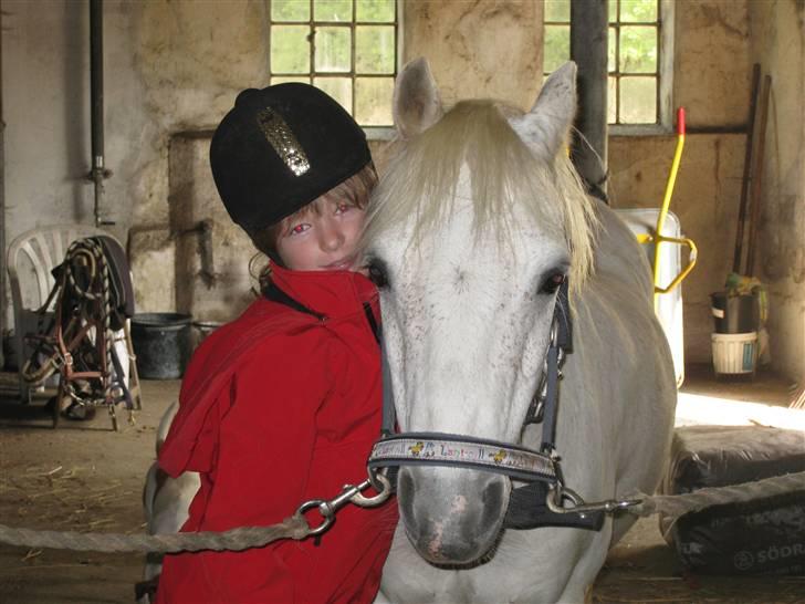 Anden særlig race Silver-Star **HAR LÅNT** - Velkommen! Lena og er ved at sadle Silver op! billede 1