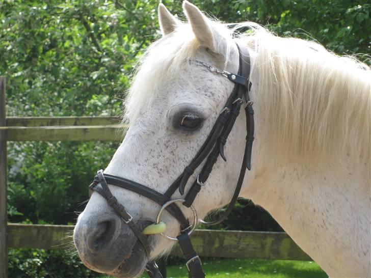 Anden særlig race Silver-Star **HAR LÅNT** - Silvers flotte hoved! billede 2
