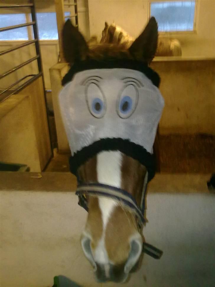 Knabstrupper Max Bounty *solgt* - charmetrold?!!:-D billede 17