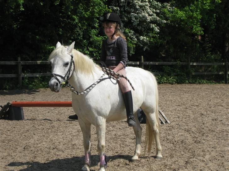 Anden særlig race Silver-Star **HAR LÅNT** - Igen billede 4