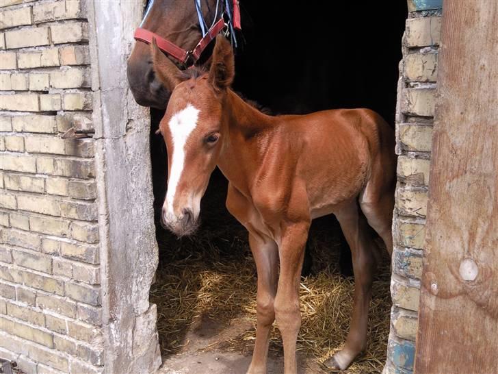 Anden særlig race fire walkers aslan - nogle timer gammel  billede 2