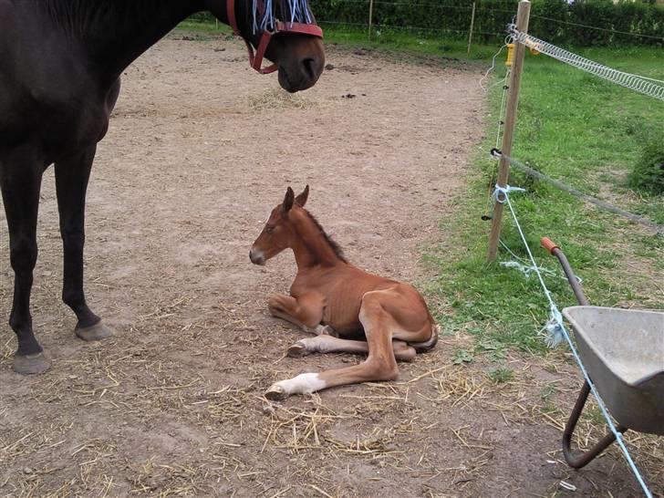 Anden særlig race fire walkers aslan billede 3