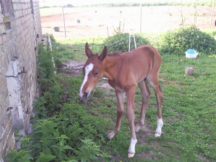 Anden særlig race fire walkers aslan - få timer gammel  billede 1