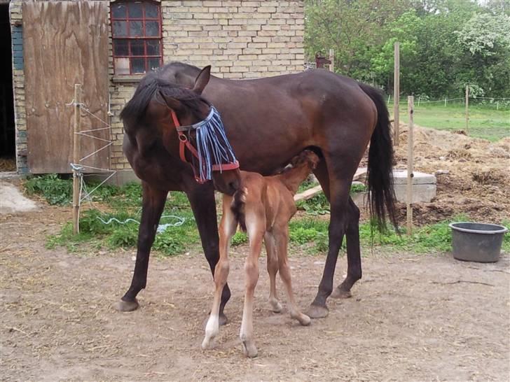 Anden særlig race fire walkers aslan billede 5
