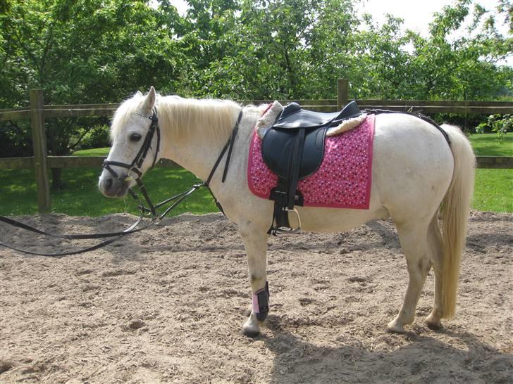 Anden særlig race Silver-Star **HAR LÅNT** - Silver i profil?? Hmph.. Spis lidt mindre græs Silver?? ;b billede 6