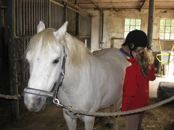 Anden særlig race Silver-Star **HAR LÅNT** billede 7