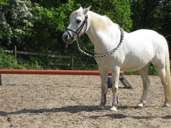 Anden særlig race Silver-Star **HAR LÅNT** - Det er jo ikke for ingenting når vi siger han er skøn! billede 8