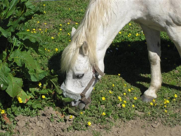 Anden særlig race Silver-Star **HAR LÅNT** - Mmhh.. Min livret er FORÅRSgræs - det feder så dejligt ;b hi den pony bliver tykkere og tykkere! billede 9