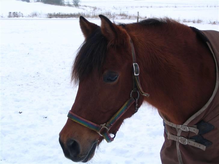 Anden særlig race Stardust(Duddi) billede 11