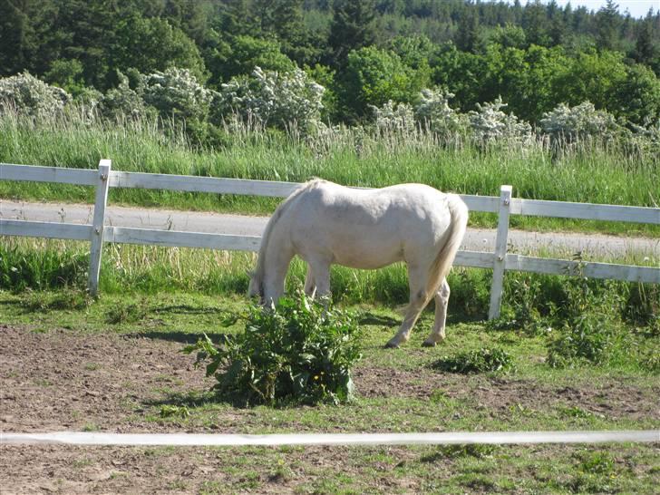Anden særlig race Silver-Star **HAR LÅNT** - Lidt dårligt fanget, men ponyen er på og græsset er grønt ;b så helt galt gik det da ikk billede 10
