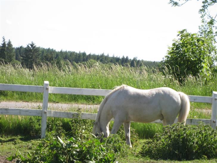 Anden særlig race Silver-Star **HAR LÅNT** - Alt er grønt for tiden - Det er så smukt! billede 11