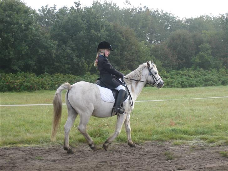 Anden særlig race Silver-Star **HAR LÅNT** - dressurstævne billede 16