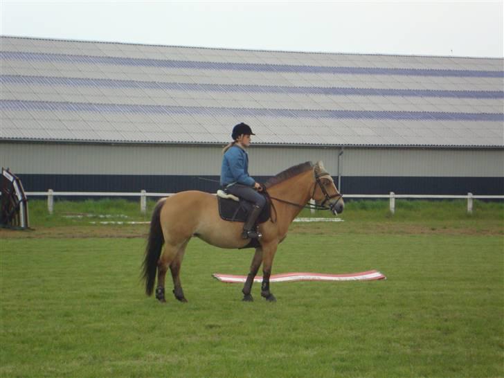 Anden særlig race Golden Lady ''solgt'' <3 - Spring i GER hun var så dejlig<3 elsker golden billede 19