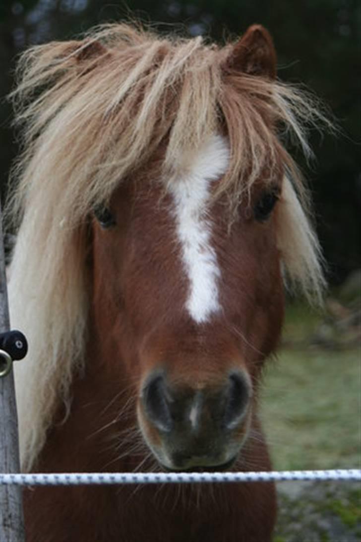 Shetlænder Musse Ior *Solgt* - VELKOMMEN til IOR´s profil. billede 1