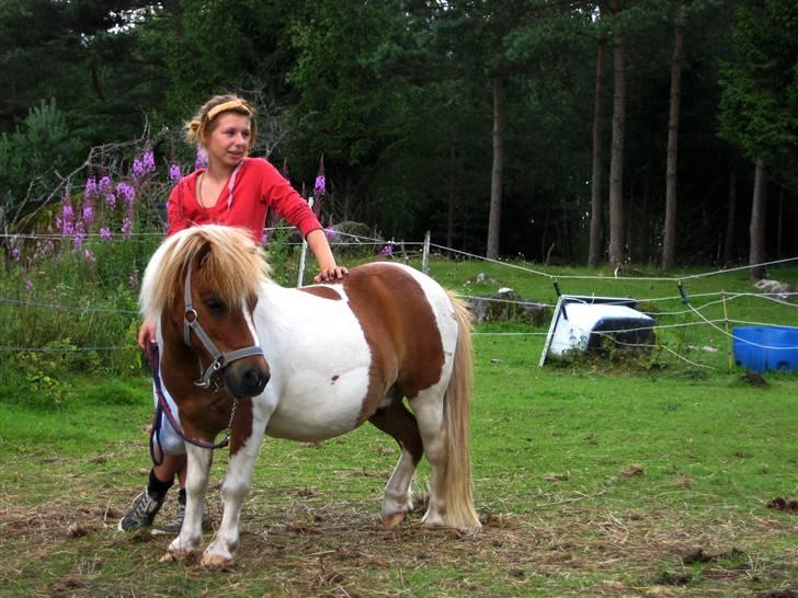 Shetlænder Musse Ior *Solgt* billede 2