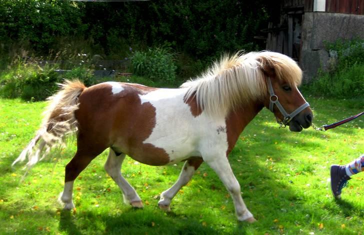 Shetlænder Musse Ior *Solgt* billede 3