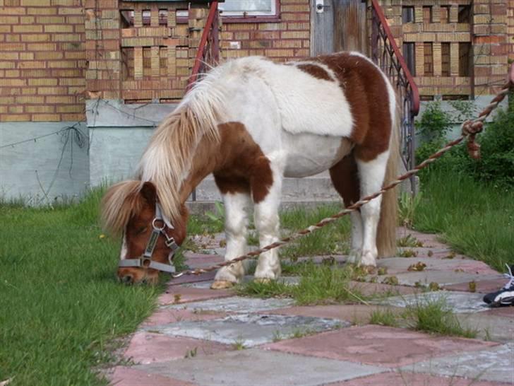 Shetlænder Musse Ior *Solgt* billede 4