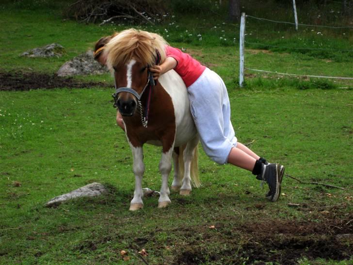 Shetlænder Musse Ior *Solgt* billede 5