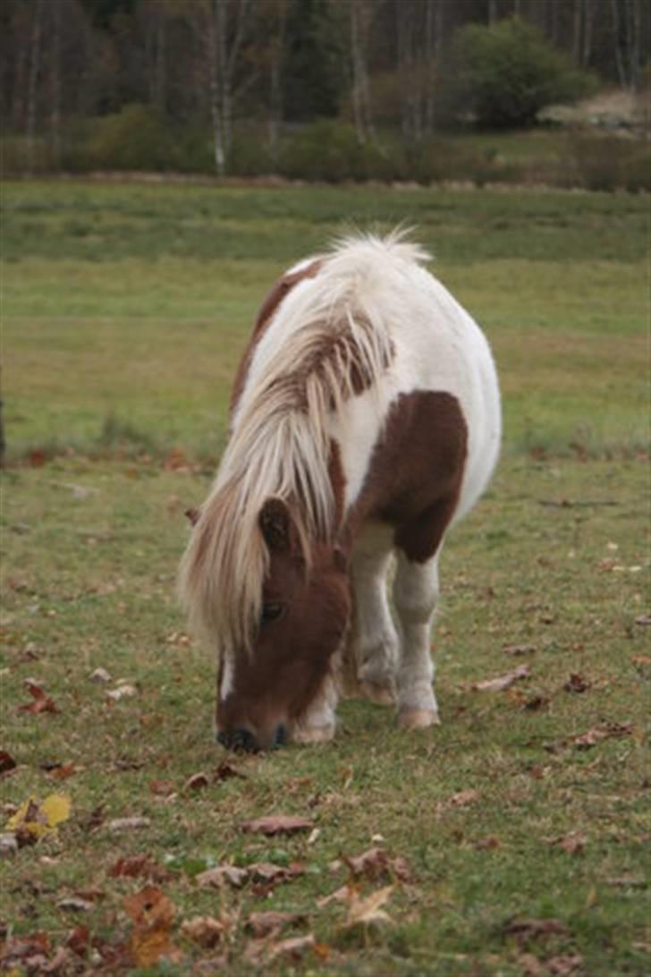 Shetlænder Musse Ior *Solgt* billede 6